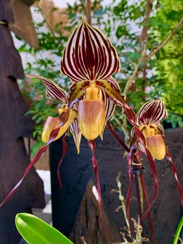Specie paphiopedilum nuova - paphiopedilum, top