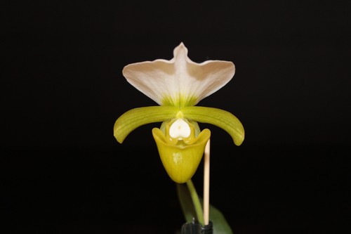 Paphiopedilum charlesworthii