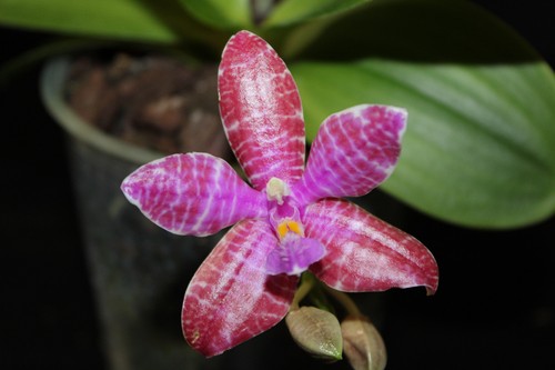 Phalaenopsis lueddemanniana