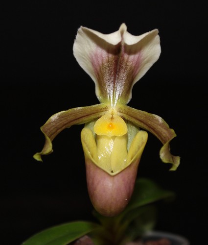 Paphiopedilum barbigerum