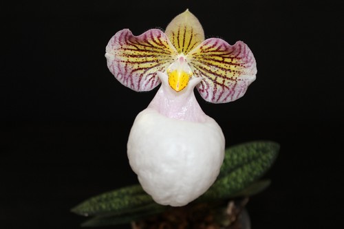 Paphiopedilum micranthum var
