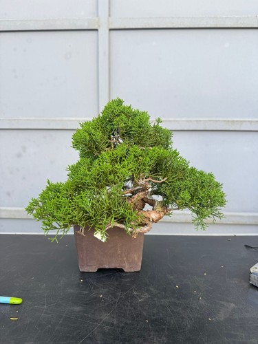 Bonsai itoigawa shoin - di,