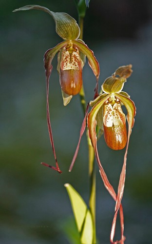 Phragmipedium grande caudatum - phragmipedium,