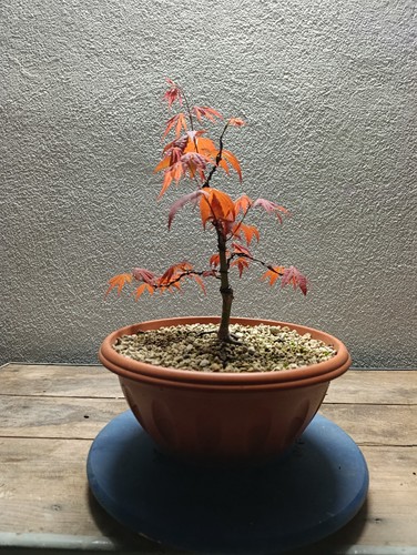 Bonsai shoin acero palmato - bonsai,