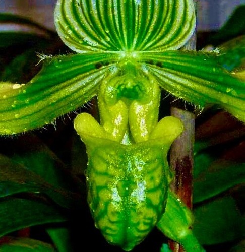Paphiopedilum venustum alba