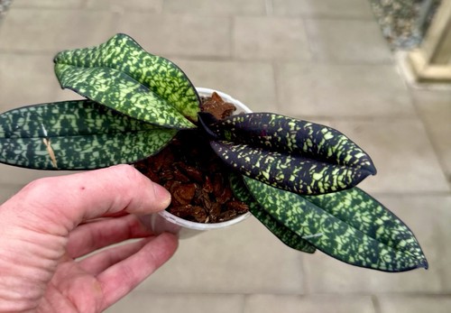 Paphiopedilum specie foglie - paphiopedilum,