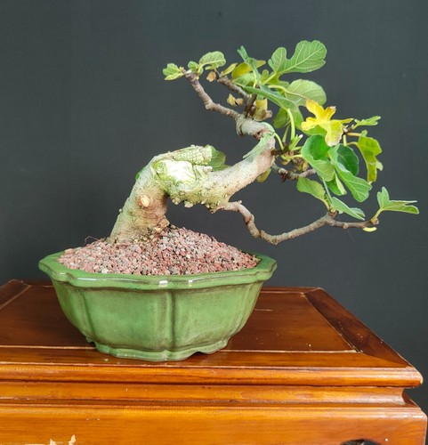 Bonsai shoin fico frutto - bonsai, da