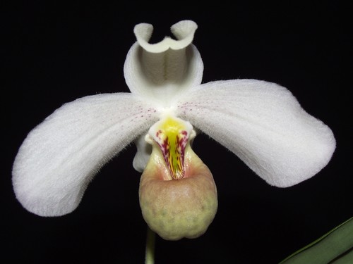 Paphiopedilum emersonii