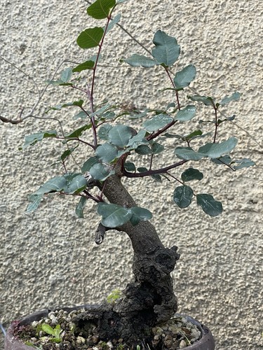 Futuro shoin bonsai carrubo - shoin,