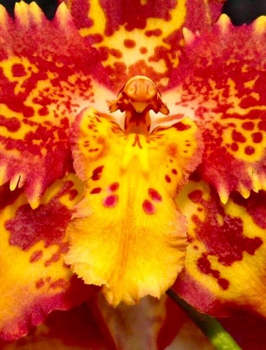 Odontoglossum burning fire - odontoglossum,