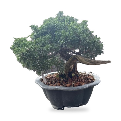 Prebonsai ginepro itoigawa - prebonsai,
