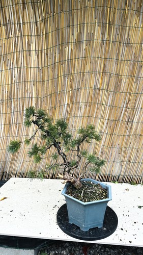 Pre bonsai pino - pre,