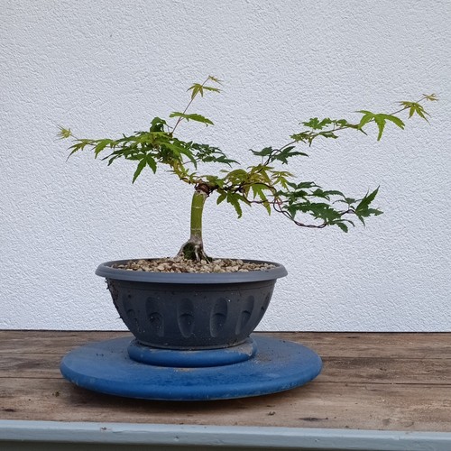 Shoin acero palmato - acero, palmato🎖️in