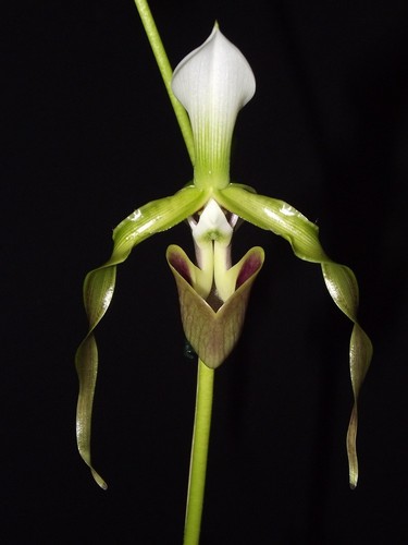 Paphiopedilum dianthum - , 03