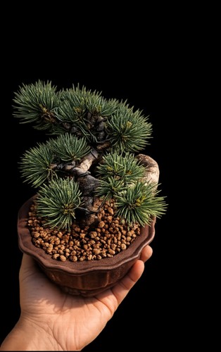 Bonsai pino phentaphilla - bonsai,