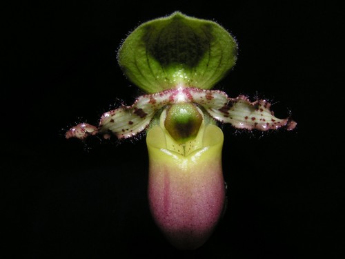 Paphiopedilum primulinum var