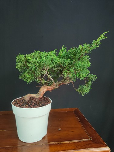 Pre bonsai shoin ginepro - pre,