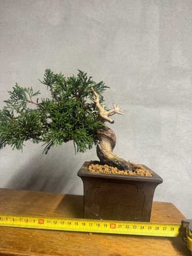 Bonsai ginepro itoigawa - bonsai,