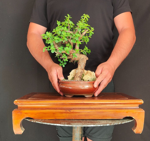 Bonsai shoin portulacaria - shoin,