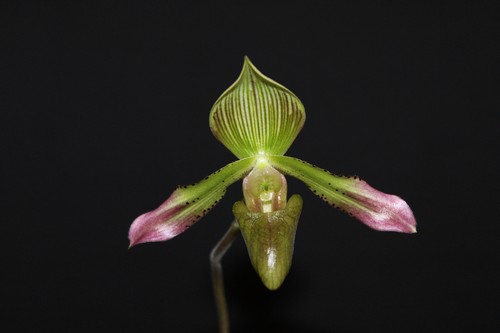 Paphiopedilum virens