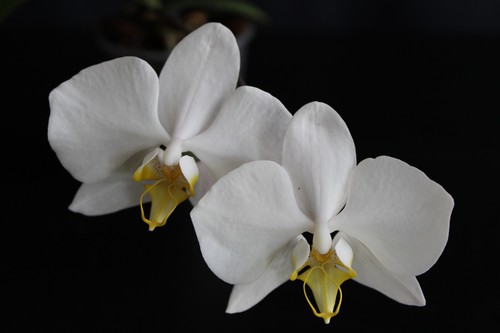 Phalaenopsis harriettiae - phalaenopsis,