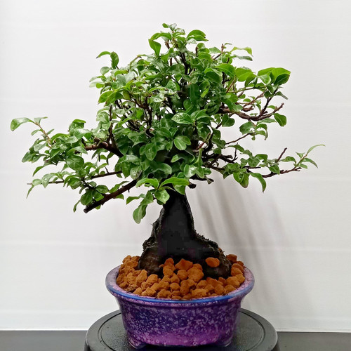 Bonsai caco giapponese - bonsai, di