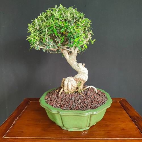 Bonsai shoin olivastro - bonsai,