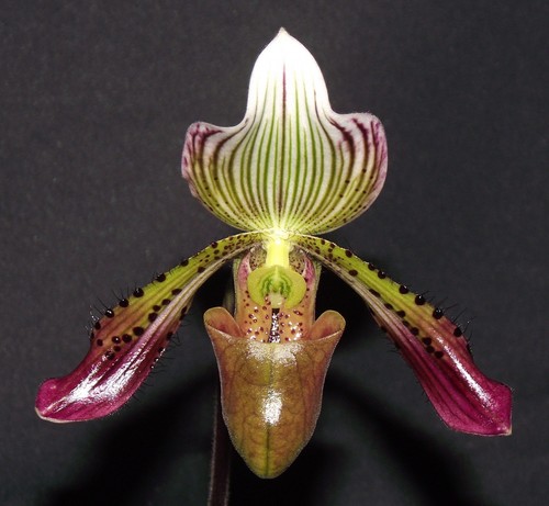 Paphiopedilum agusii gemme - paphiopedilum, 2