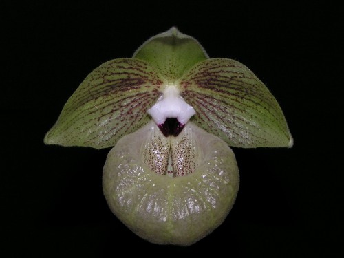 Paphiopedilum malipoense
