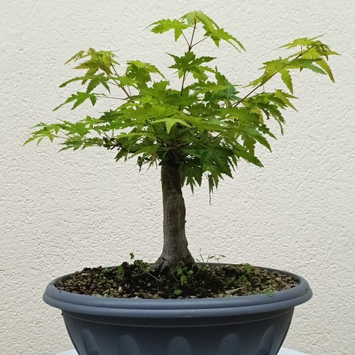 Bonsai shoin acero - shoin,