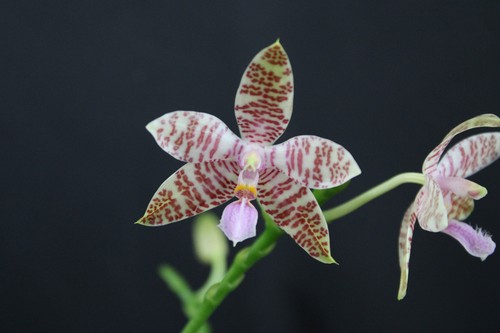 Phalaenopsis geroglyphica - , x