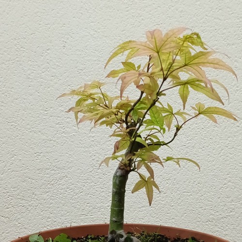 Bonsai shoin acero palmato - acero,