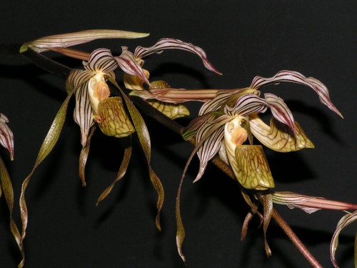 Paphiopedilum kolopakingii - , 01