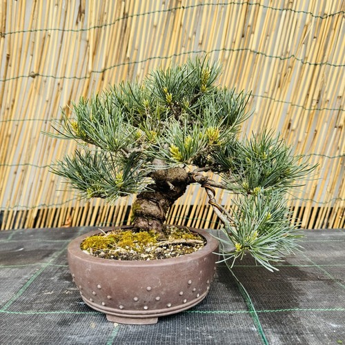 Pre bonsai pino - pre, di