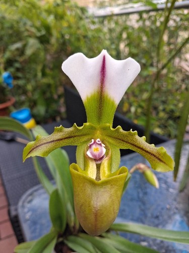 Paphiopedilum spicerianum - ,