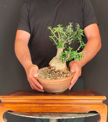 Pre bonsai shoin olivastro - bonsai,