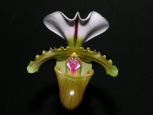 Paphiopedilum spicerianum