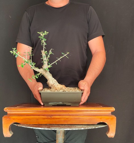 Pre bonsai shoin - pre, olivastro